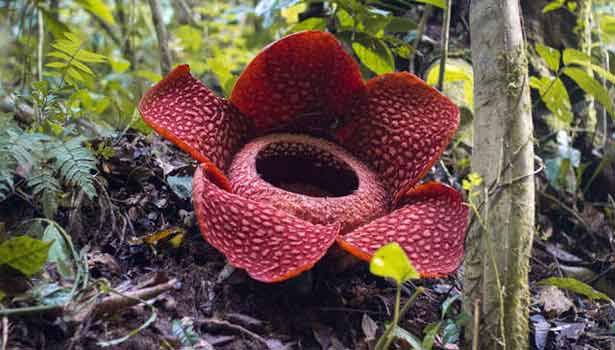 202001060013423362_Biggest-bloom-worlds-largest-flower-spotted-in-Indonesia_SECVPF.gif