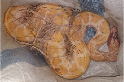 அரிய வகை மலைப்பாம்பு கண்டுபிடிப்பு