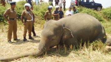 மனித – யானை மோதல்; உலகில் அதிக யானைகளின் இறப்புகள் இலங்கையில் பதிவு