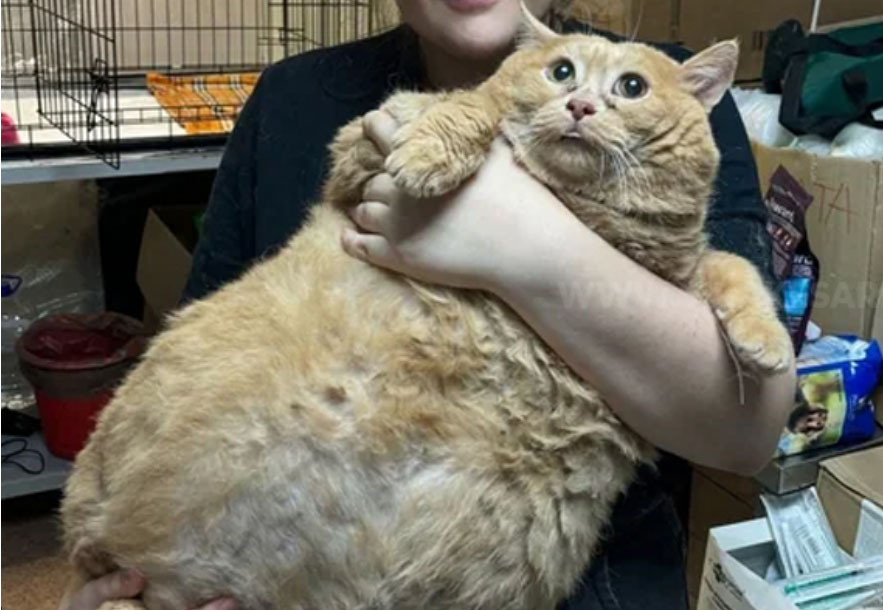 ரஷ்யாவில் 17 கிலோ எடையுடைய பூனை கண்டுபிடிப்பு