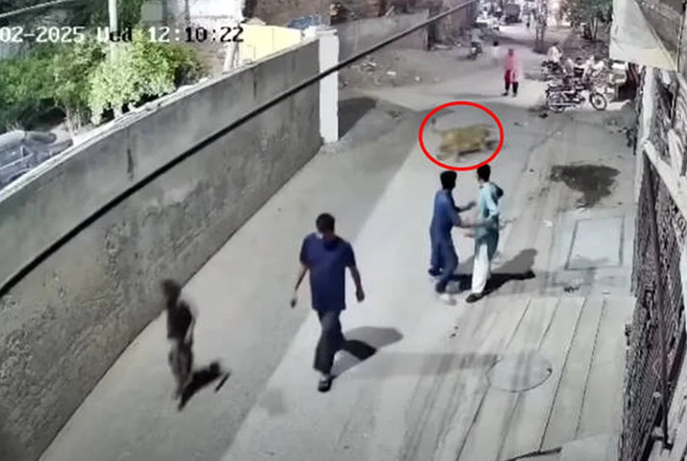 VIDEO: வீட்டில் வளர்த்த சிங்கம் சீறிப் பாய்ந்தது ; சிறுவர்கள் உட்பட மூவர் படுகாயம் ; 3 பேர் கைது