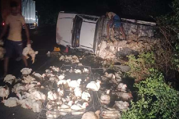 கோழி லொறி காட்டு யானை மீது மோதி விபத்து