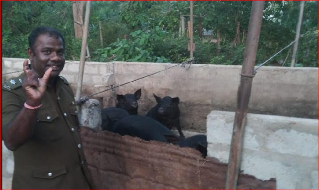 புதுக்குடியிருப்பு கோம்பாவில் பகுதியில் சுகாதாரமற்ற முறையில் பன்றி வளர்ப்பு; உரிமையாளருக்கு எதிராக சட்ட நடவடிக்கை