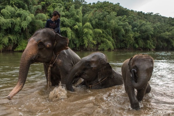 இரண்டு யானைகளை திருப்பி அழைக்க விரும்பும் தாய்லாந்து