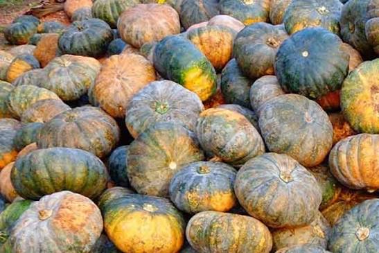 பூசணியை சந்தைப்படுத்த முடியாமல் தவிக்கும் முல்லைத்தீவு விவசாயி