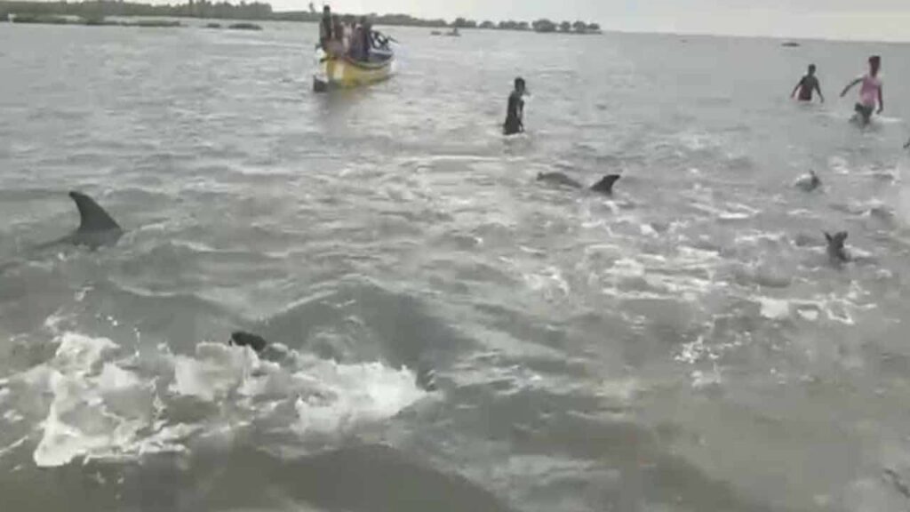 மன்னார் கடற்கரைக்கு முதல் முறையாக கூட்டமாக வந்த டொல்பின்கள்