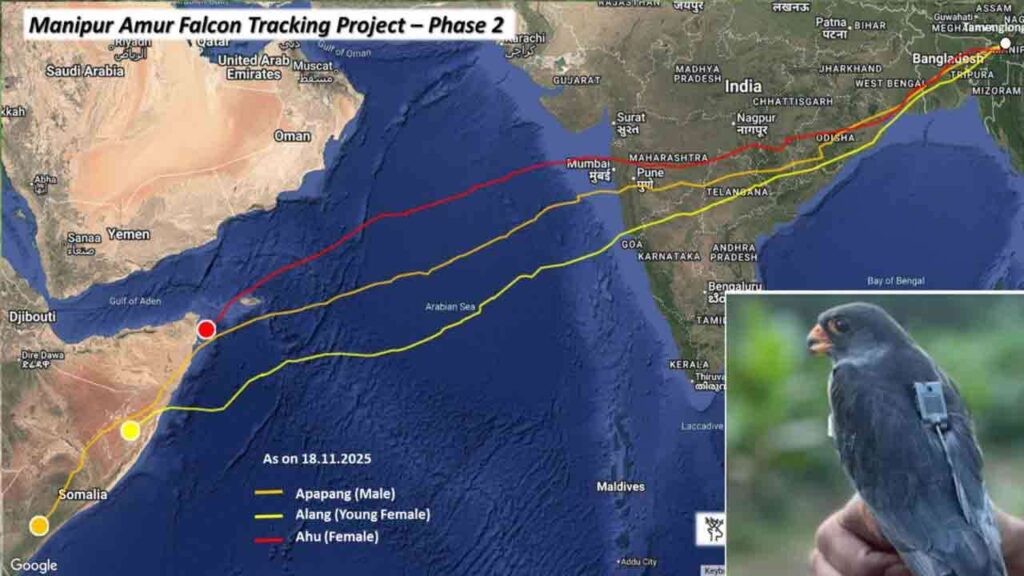6,100 கி.மீ. இடைவிடாத பயணம் – ‘அமூர் வல்லூறு’வின் வியக்க வைக்கும் சாதனை!
