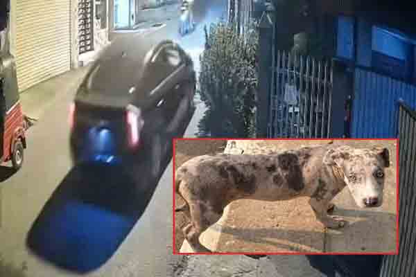 கொட்டாஞ்சேனை துப்பாக்கி சூடு: யாழில் கைதானவர்களிடம் மீட்கப்பட்ட விலையுயர்ந்த நாய்