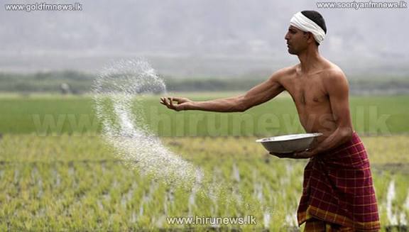 விதை நெல் செய்கைக்கு பதிவு அவசியம் – காப்புறுதி பெற புதிய வழிமுறை