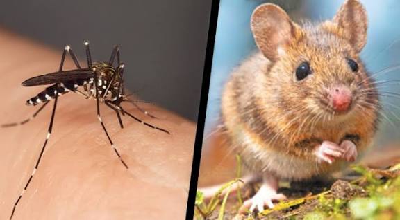 தொடர் கனமழை: எலிக்காய்ச்சல் & டெங்கு பரவும் அபாயம் அதிகரிப்பு – சுகாதார பரிசோதகர்கள் அவசர எச்சரிக்கை