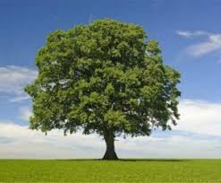 நுகேகொடையில் இன்று நடைபெறும் பெரிய பேரணிக்கு முன் – சாலைகளின் மரங்களில் புற்கள் தொங்கிய அதிர்ச்சி காட்சி!